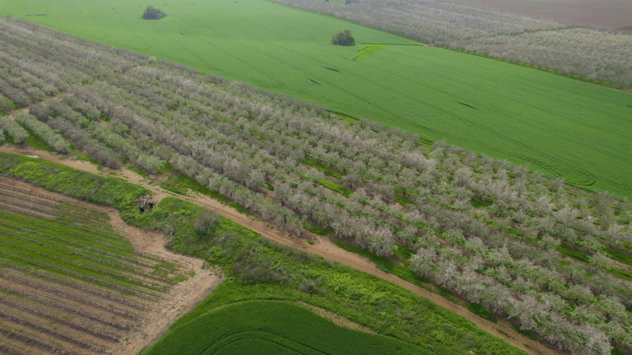 초록색  근처의 아몬드 에 있는 꽃의 거대한 기둥, 고도 촬영, 파랄락스 드론 느린 동작
