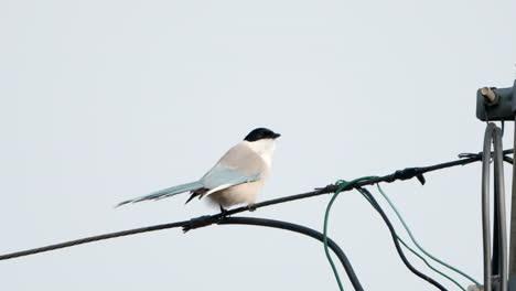 azure-winged magpies bird take off and flying away perched on electric wire