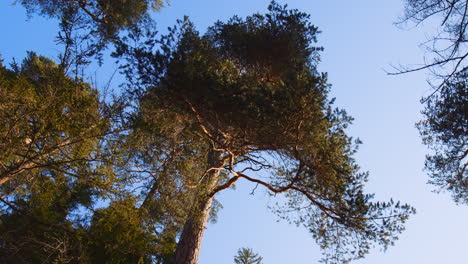low angle orbital view of high tall tree