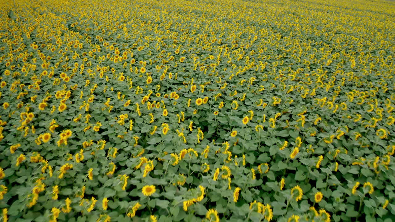 Flight over the sunflower field. Blossoming sunflowers on a sunny summer day. Drone video from above.