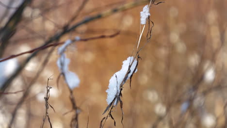 snowy grass during winter season in peaceful golden forest shot