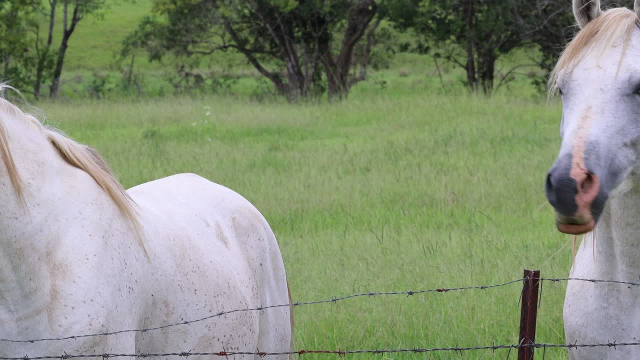 caballos de pie en un campo verde exuberante