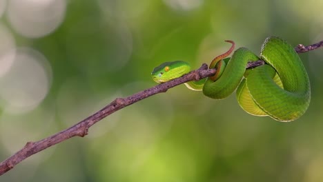 la víbora de labios blancos es una víbora venenosa endémica del sudeste asiático y a menudo se encuentra durante la noche esperando en una rama o rama de un árbol cerca de un cuerpo de agua con muchos alimentos