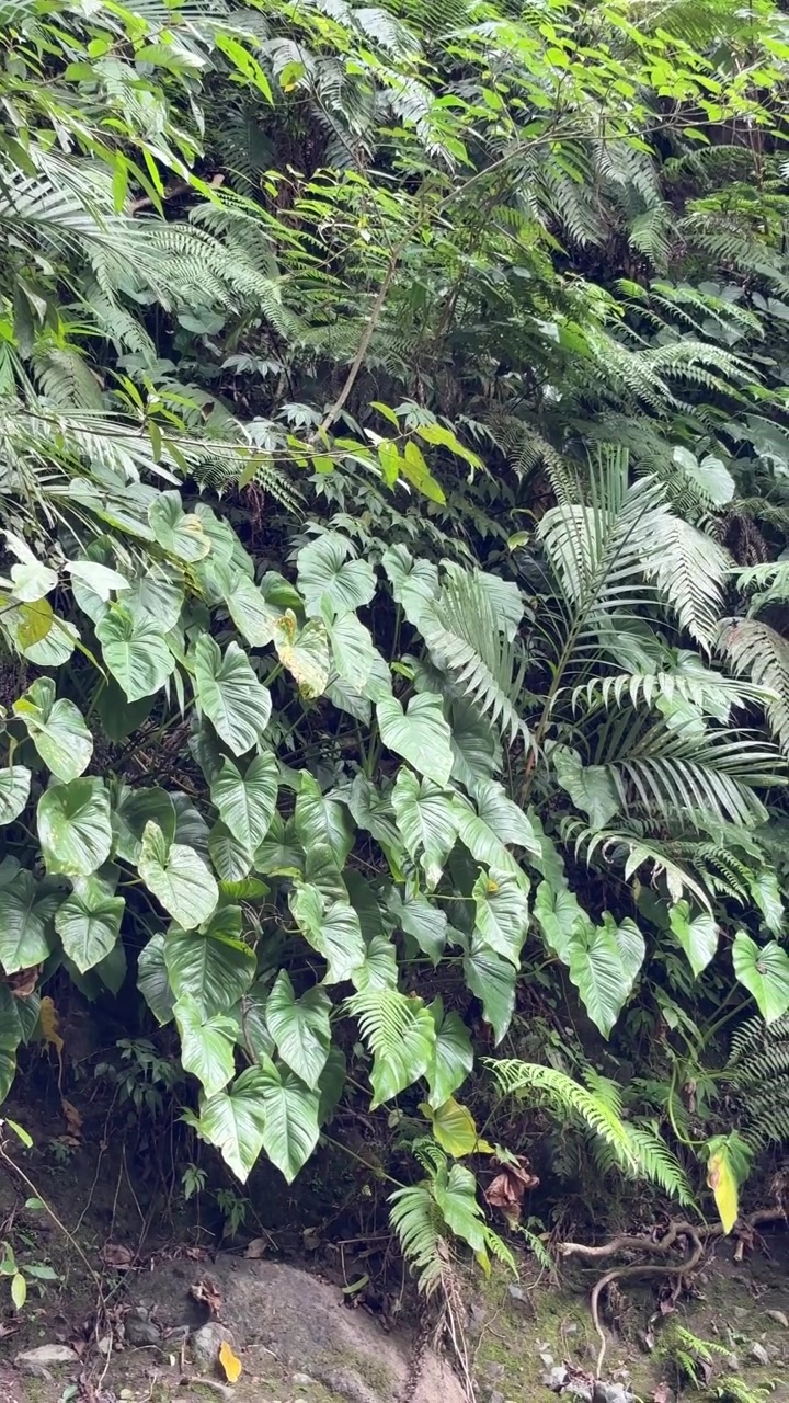 Follaje tropical verde exuberante y helechos en la selva tropical