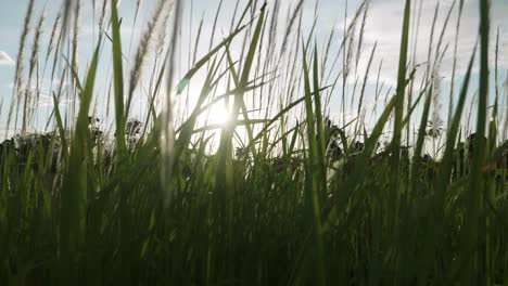 Grasblumen,-Die-Im-Wind-Und-Sonnenlicht-In-Der-Natur-Geblasen-Werden,-Sind-Schön-Und-Weich