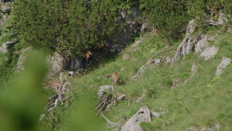 Herde-Gämsen,-Die-Hoch-Oben-In-Den-Bergen-Wandern-Und-Grasen