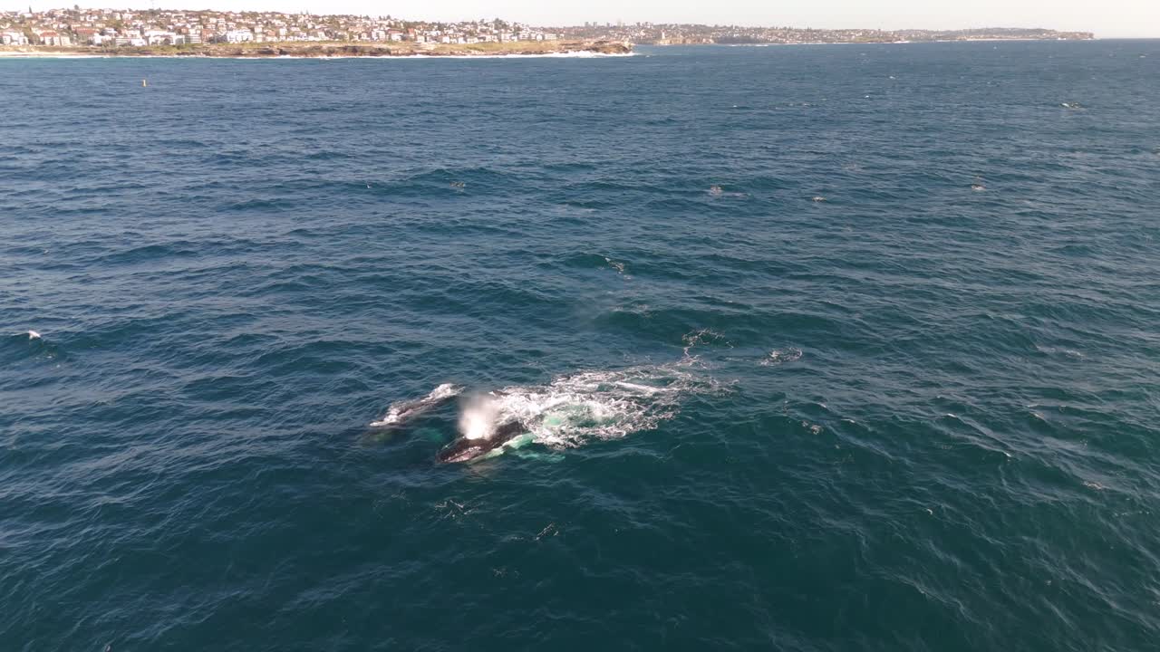 Aerial drone footage of two humpback whales near Maroubra Beach, Sydney, Australia with the iconic shoreline visible in the background, capturing stunning marine life and coastal scenery.