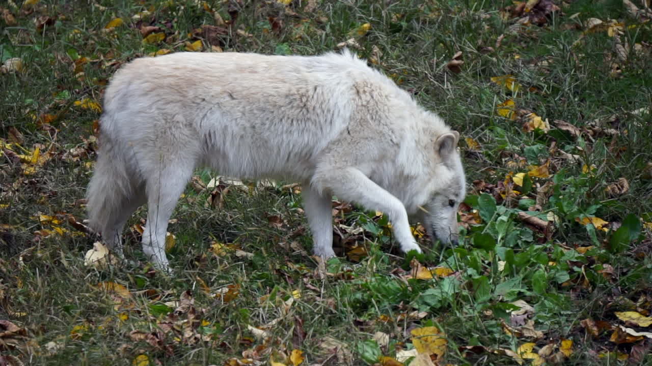 Southern Rocky Mountain Gray Wolf  sniffs at ground