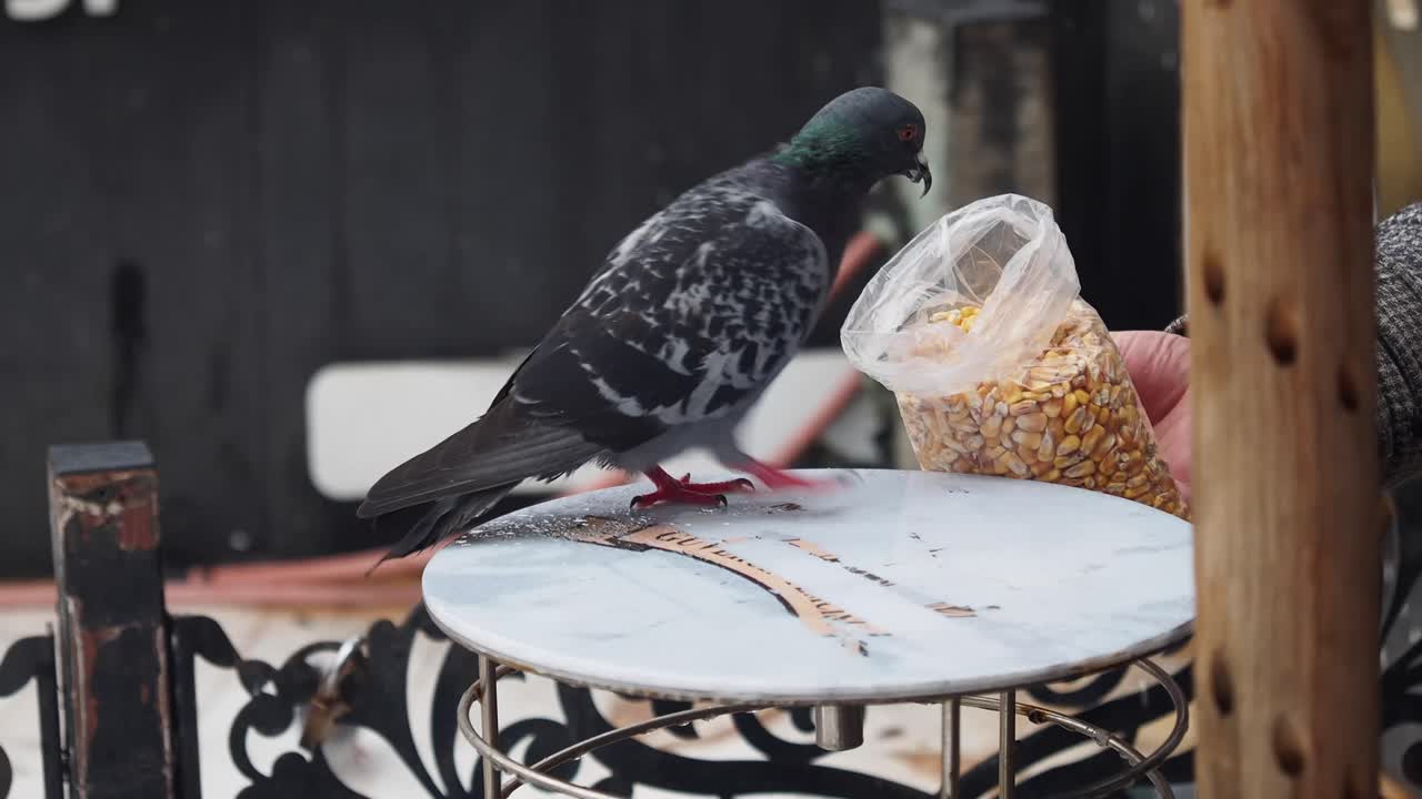 Pigeon Feeding