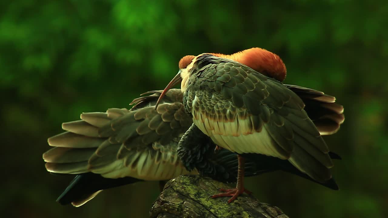 un dúo en las praderas: la pareja de ibis de cuello largo