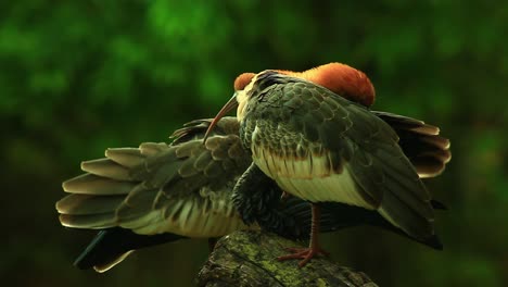 un dúo en las praderas: la pareja de ibis de cuello largo