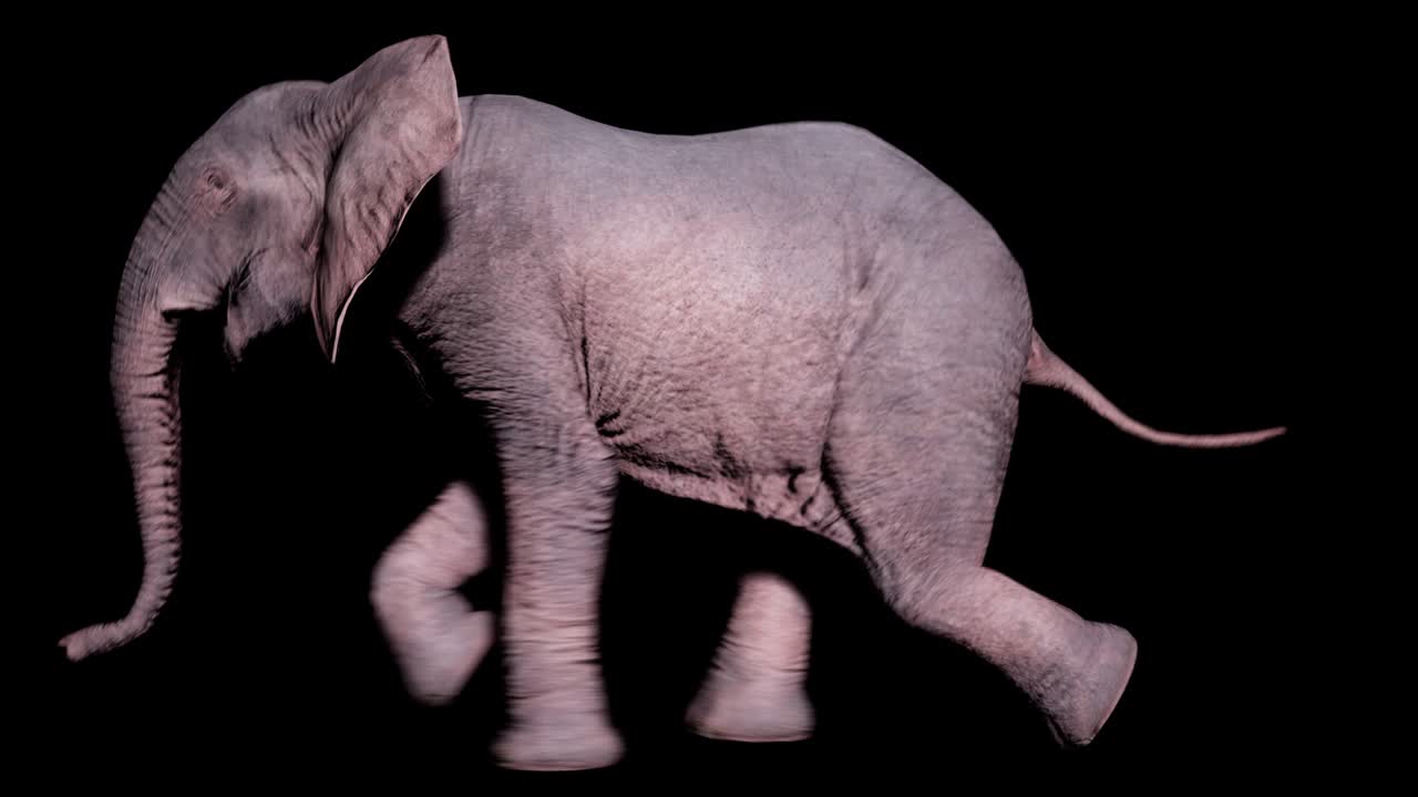 알파 채널을 가진 고립된 배경에서 땅 위에서 달리는 큰 아프리카 코끼리 동물, 자연 및 교육 배경에 대한 원활한 루프 애니메이션.