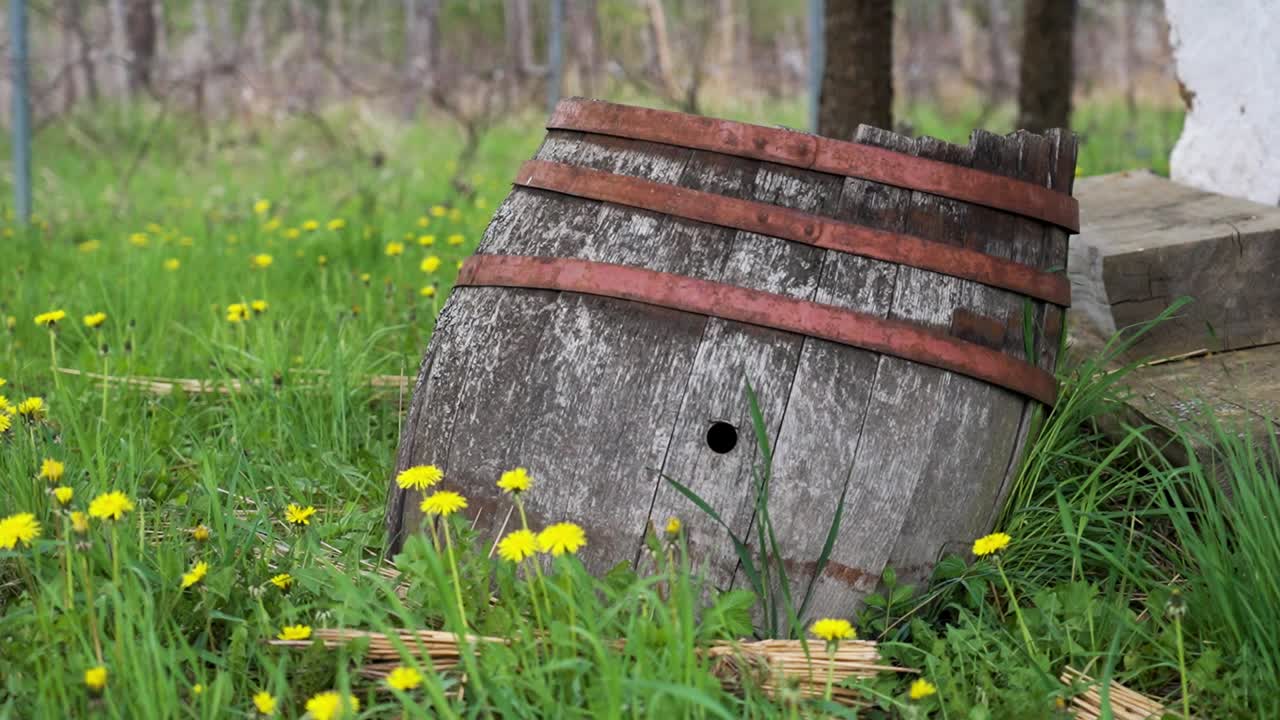Weathered wooden barrel among dandelions in orchard grass