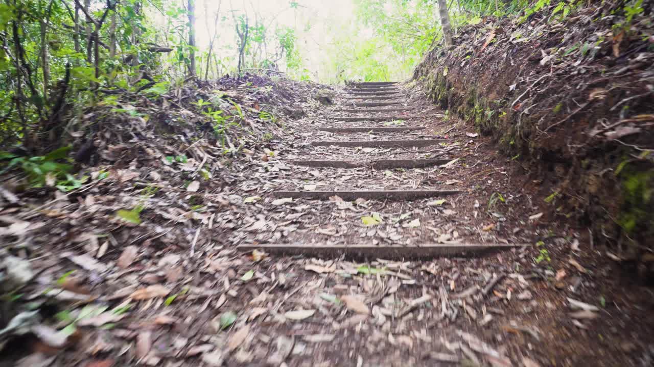 숲 지역, 아침, 이끼, 평온, 새벽을 깨다, 숲 배경, 포레스트, 분위기, 일사량, 숲 바닥, 삼림지, 백라이트, 아무도, 햇살, 낙엽, 광선, 햇빛