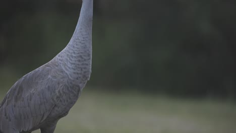 sandhill-crane-pan-down-body-while-walking