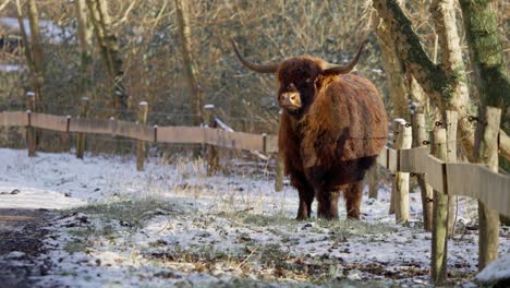 Majestuoso-Toro-De-Vaca-De-Las-Tierras-Altas-Con-Enormes-Cuernos-De-Pie-Junto-A-La-Valla-En-Invierno