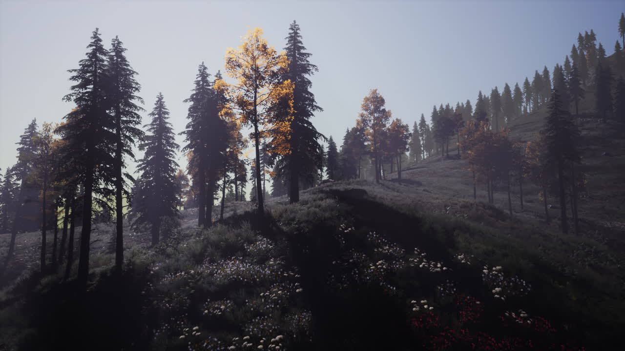 가을의 숲의 해가 뜨는 것