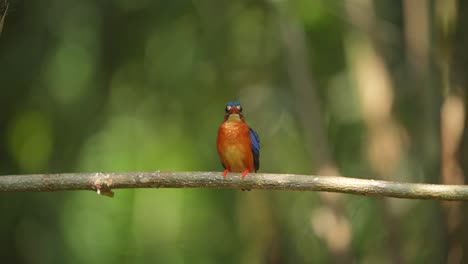 the blue-eared kingfisher bird with its funny behavior occasionally excretes its feces