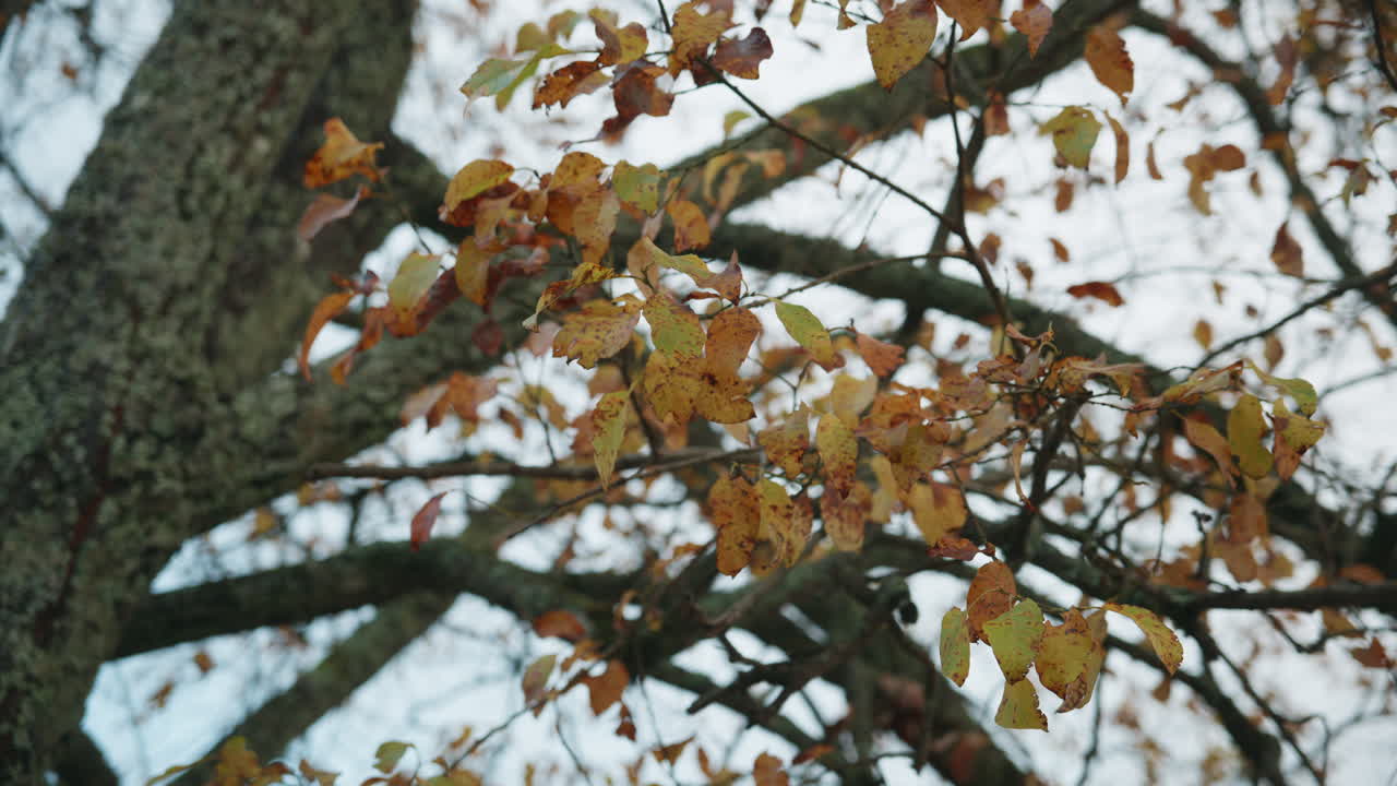 Medium shot of colorful leaves hanging on a tree on a bright day