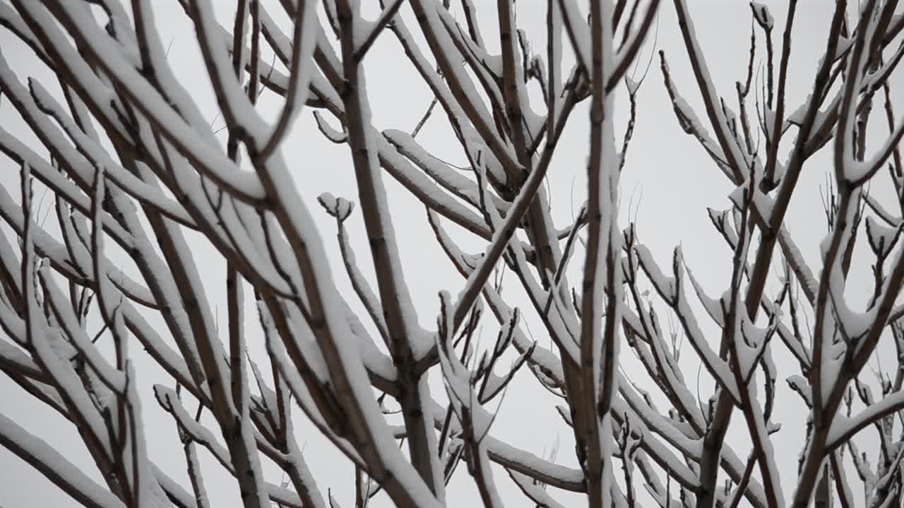 Trees in snow