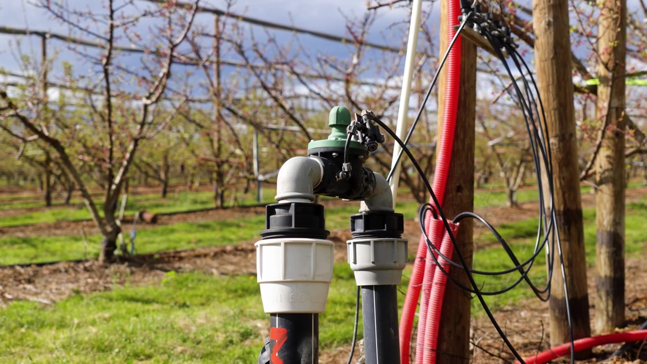 Tubi e valvole di controllo dell'irrigazione in un frutteto con filari di giovani alberi