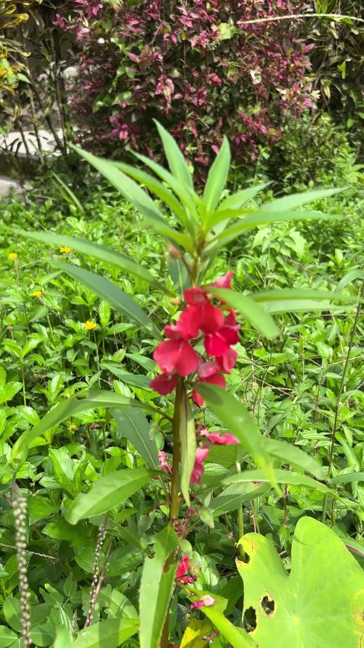 Fiore di balsamo rosso vivace in fiore in un giardino rigoglioso