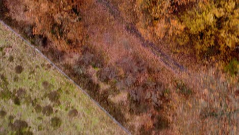 Top-down-view-of-the-autumn-forest-and-tree-tops-in-bosland,-Belgium