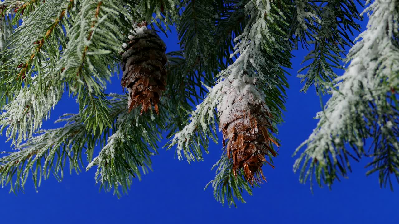 Wind Moves Snowy Pine Branches Closeup Bluescreen For Compositing