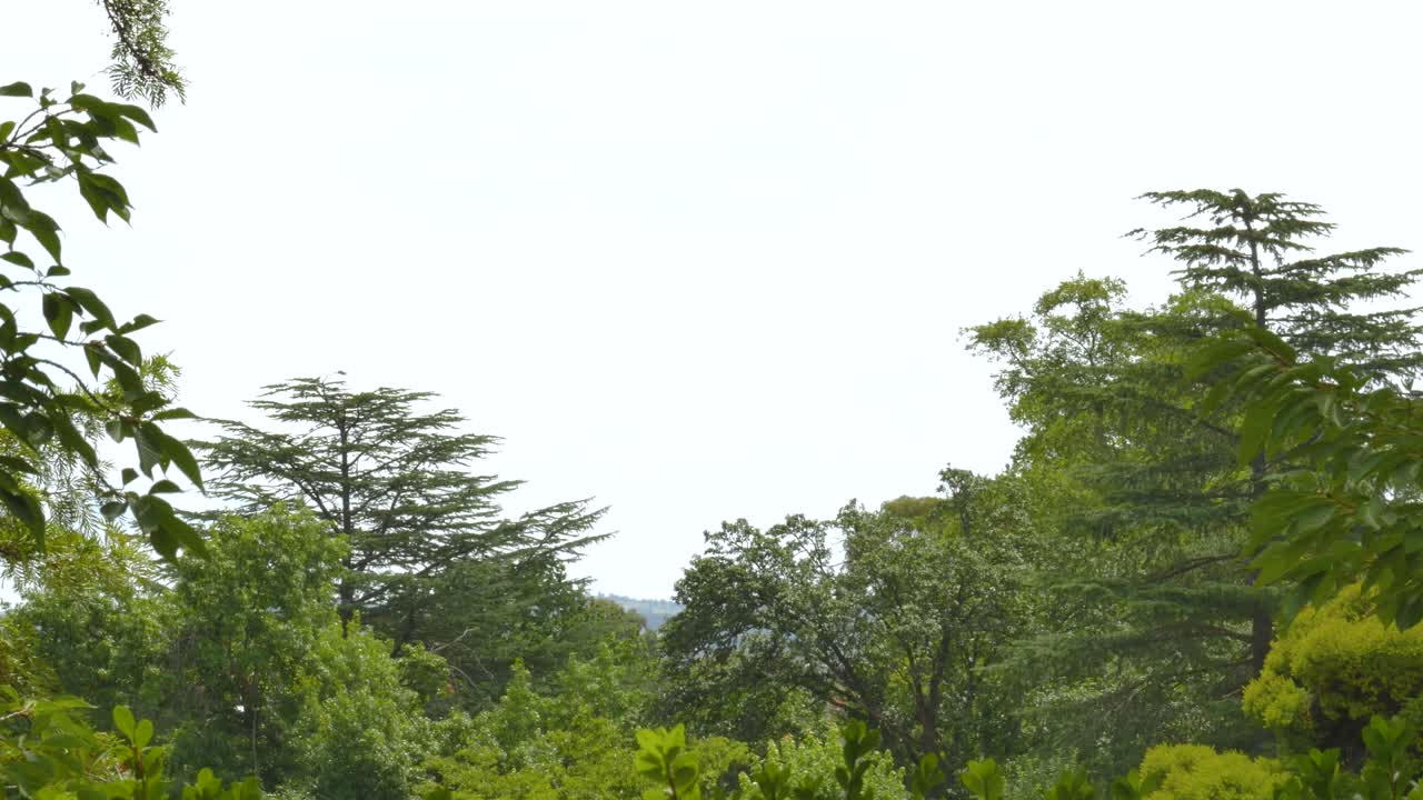 White sky surrounded by trees