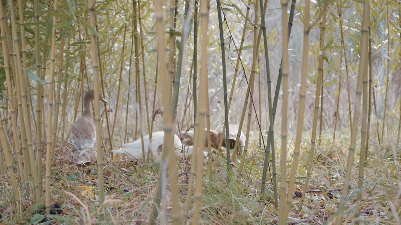 Indian Runner Ducks foraging in bamboo, symbol of natural beauty and exploration.