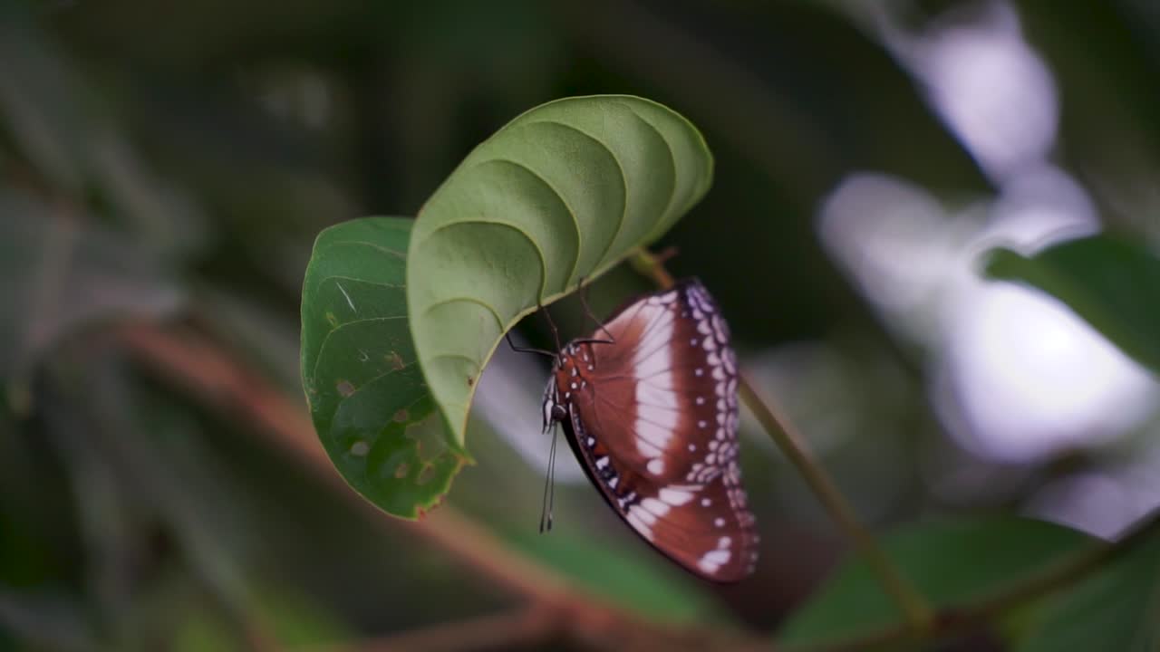 foto macro de cerca de un insecto mariposa en una hoja en el jardín, sin personas