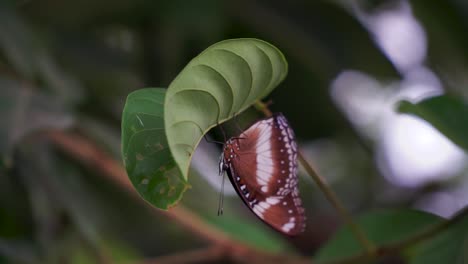 macro closeup shot of butterfly insect on leaf in garden, no people