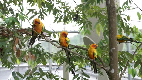 sun parakeet parrots perched in a row on tree branch with one flying away