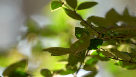 Slide-left-to-right-close-up-of-green-fruits-growing-on-a-wild-bush-in-the-forest---beautiful-background-blur-and-piercing-sun-rays---macro-shot