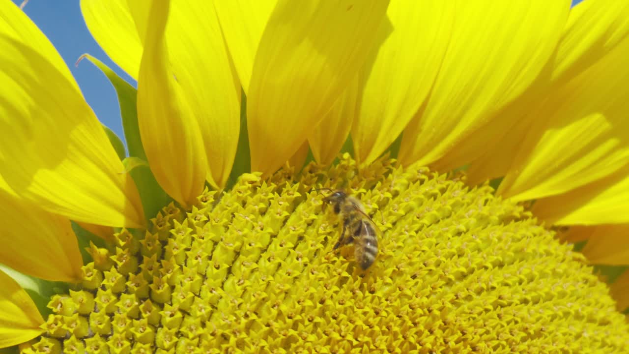 Primo piano di un girasole giallo vibrante con un'ape, sullo sfondo di una luminosa estate
