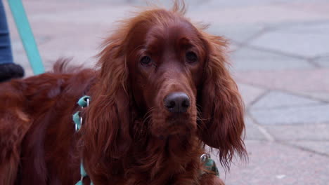 adorable irish setter dog on street pavement looks directly to camera