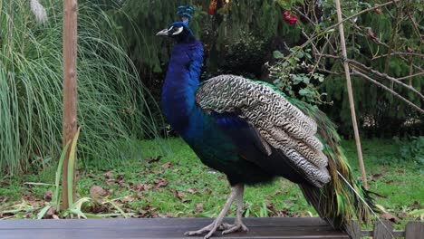 Este-Pavo-Real-Es-Impresionante-Con-Sus-Colores