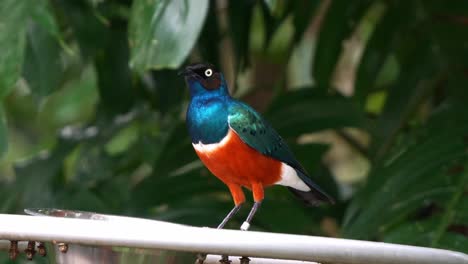 Superb-starling,-lamprotornis-superbus-with-striking-plumage-perched-on-the-edge-of-bowl-feeder,-feeding-on-food-in-the-wildlife-enclosure,-close-up-shot