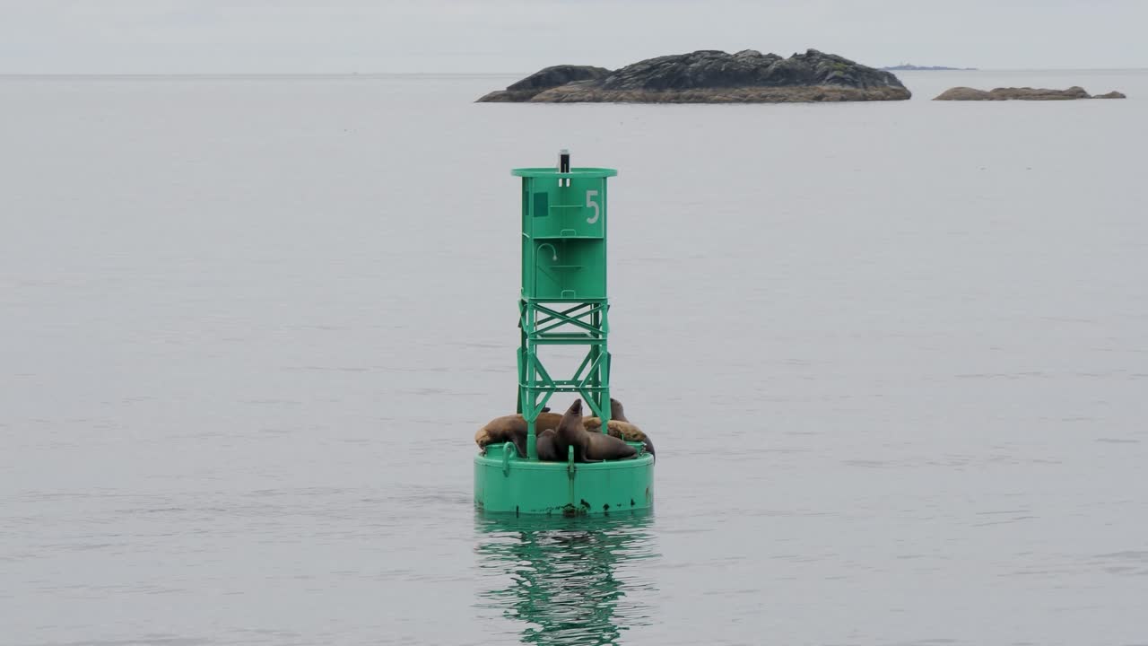 Group of Steller Sea Lions resting on a navigational buoy, Sitka, Alaska