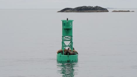 group of steller sea lions resting on a navigational buoy, sitka, alaska