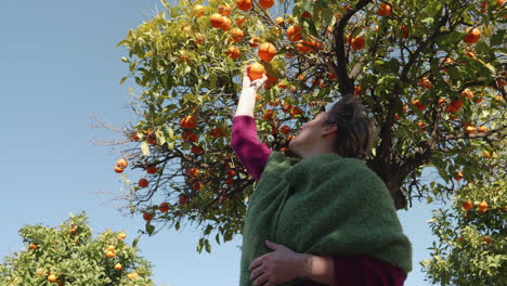 woman picks orange from tree, low angle static