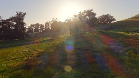 Low-aerial-view-of-sun-rays-shining-through-tree-canopies-in-evening-light