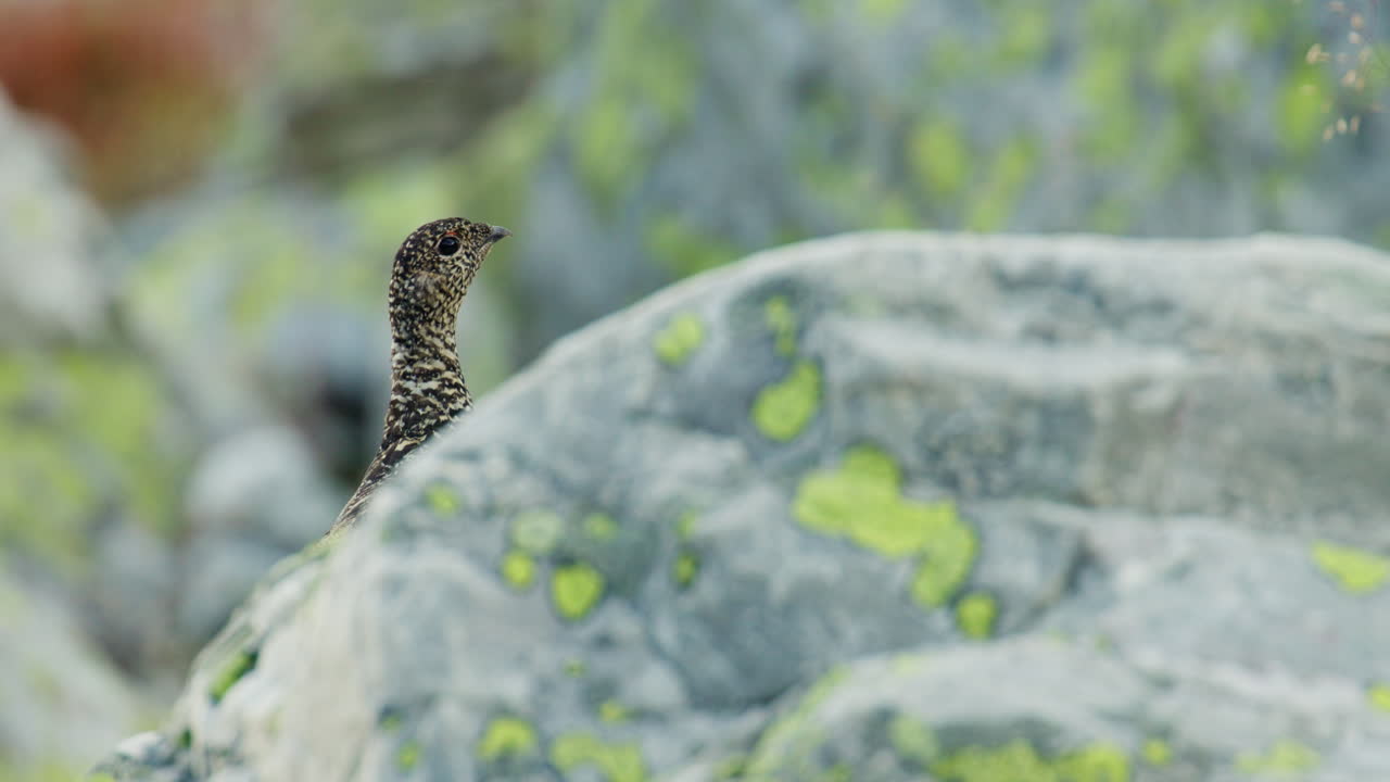 Cinematic Wildlife Shot of Ptarmigan Lagopus muta on Blefjell Mountain Norway