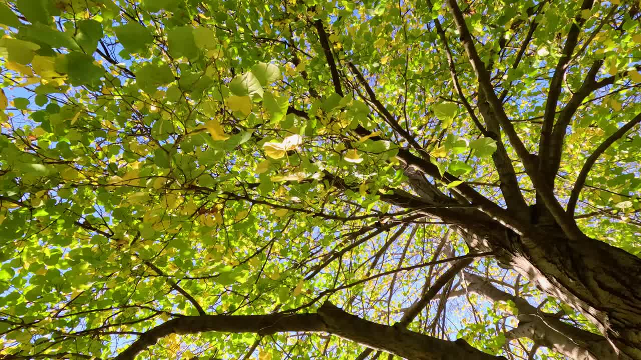 은 파란 하늘 아래 활기찬 가을 잎자루
