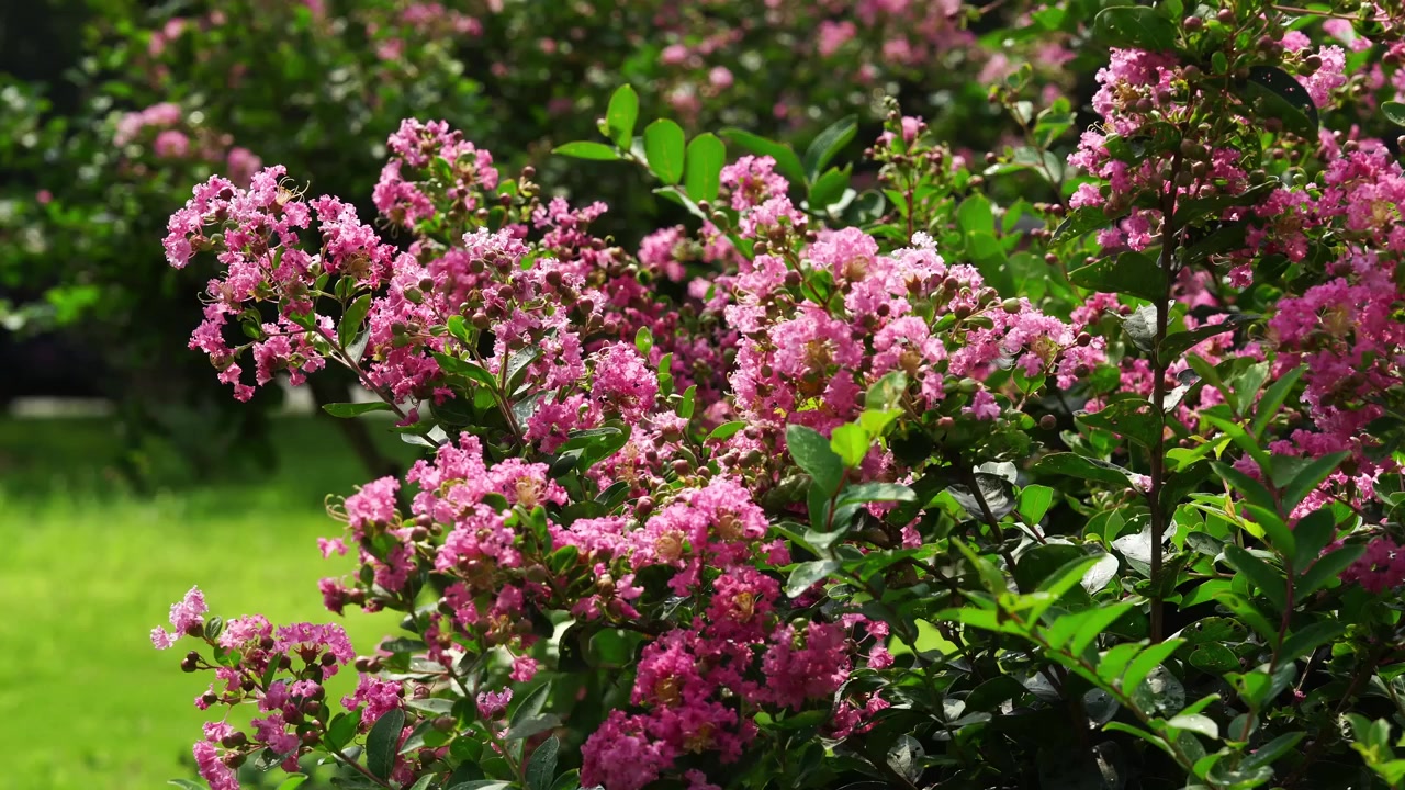 Vibrant Pink Crape Myrtle Shrub in Full Bloom Beside a Green Lawn (4K)