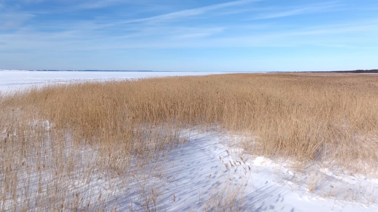 Una ripresa fluida con drone che sorvola canne secche dorate che ondeggiano al vento contro un campo immacolato coperto di neve bianca e un cielo invernale limpido e blu