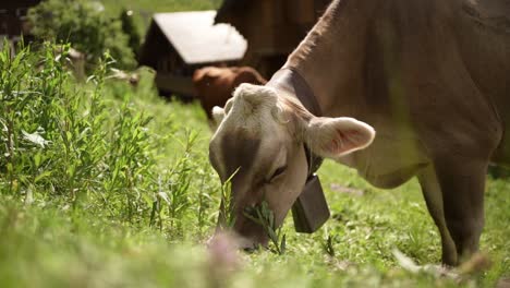 Grazing cow on a farm field, sunny day, nature and rural life
