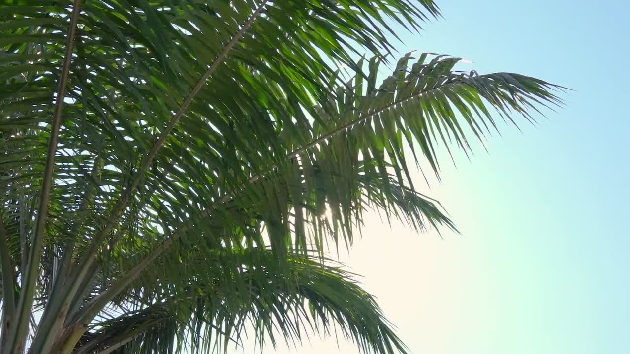 Summer palm tree with sun flare wide