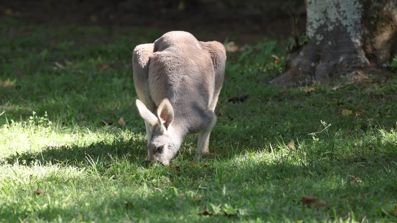 Kangaroo eating grass in a sunlit area