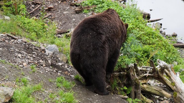 Male brown bear sitting down. Alaska